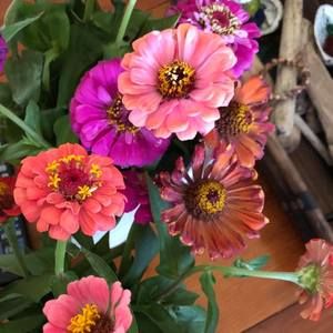 Meet your Posher, Ellen